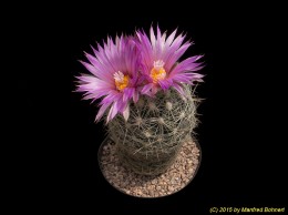 Escobaria vivipara v. neomexicana 363